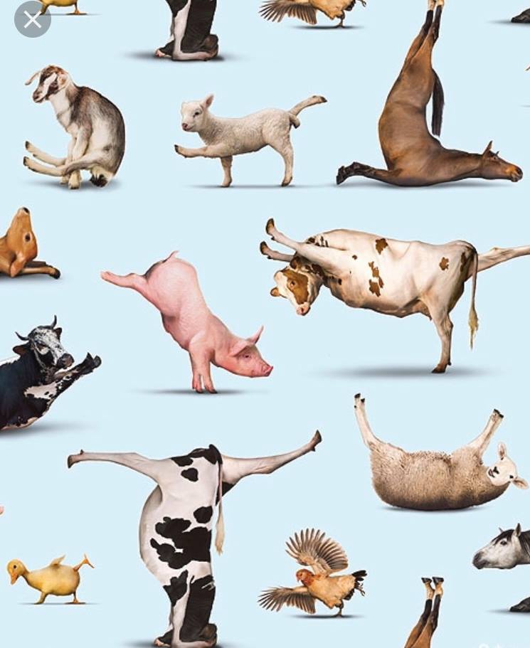 FARM YOGA