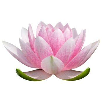 Lotus Flower logo 1
