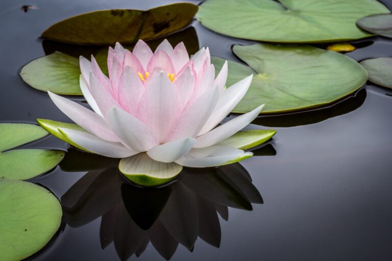 2022 website image lotus flower jay castor 768x512