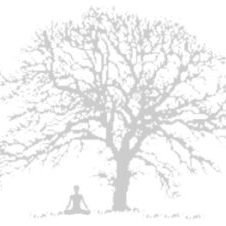 Rachel-Bayliss-Yoga-Oak-Tree-Image